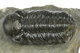 Detailed Austerops Trilobite - Ofaten, Morocco #372437-3